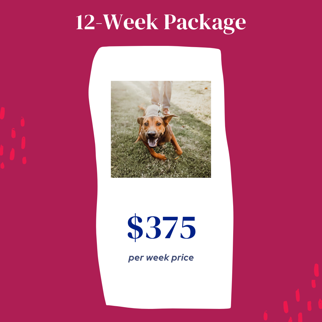 Dog walking deals packages